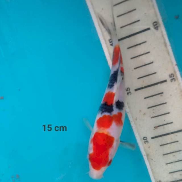 Sanke, joos..15 cm