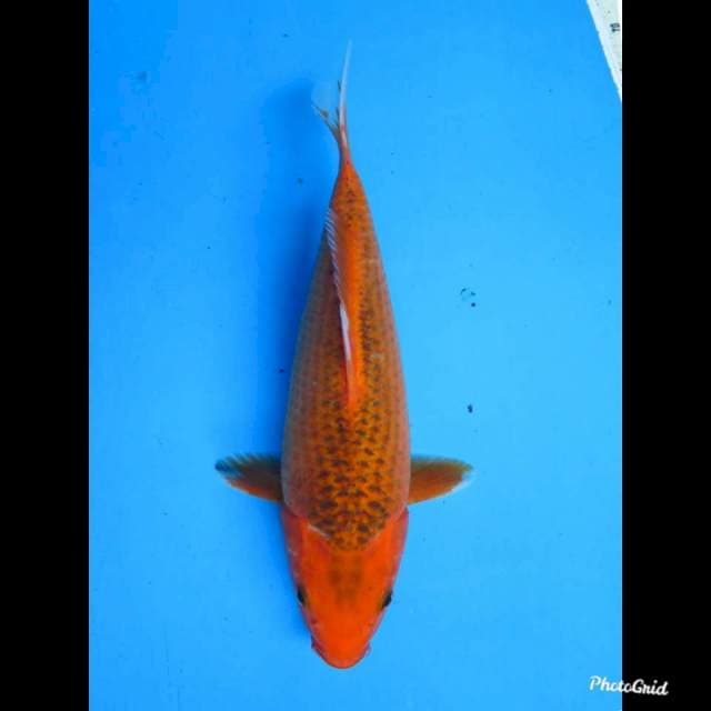33cm fml , Matsuba