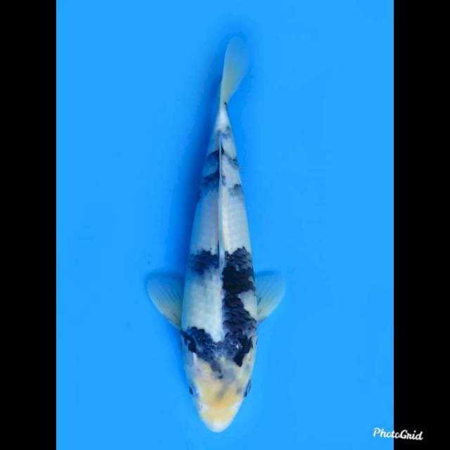 32cm male , Shiro Tategoi