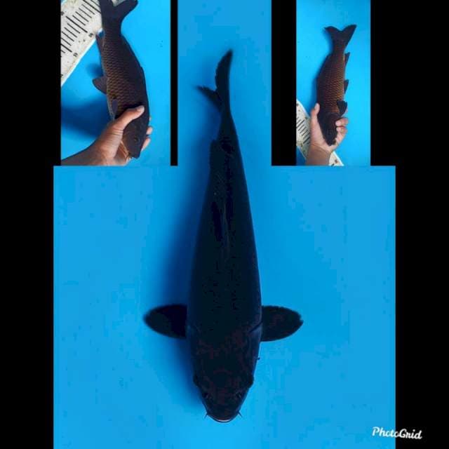 32cm male , Karasugoi 