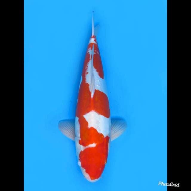 45cm Male , Jumbo Original
