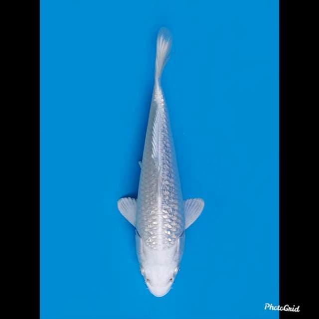 21cm , Platinum Full Ginrin
