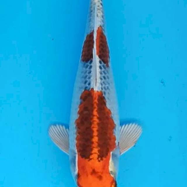 Nidan Kujaku(kepala kurang simetris) 24cm