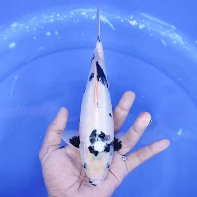 2. Shiro Doitsu Motogoro || 24 cm