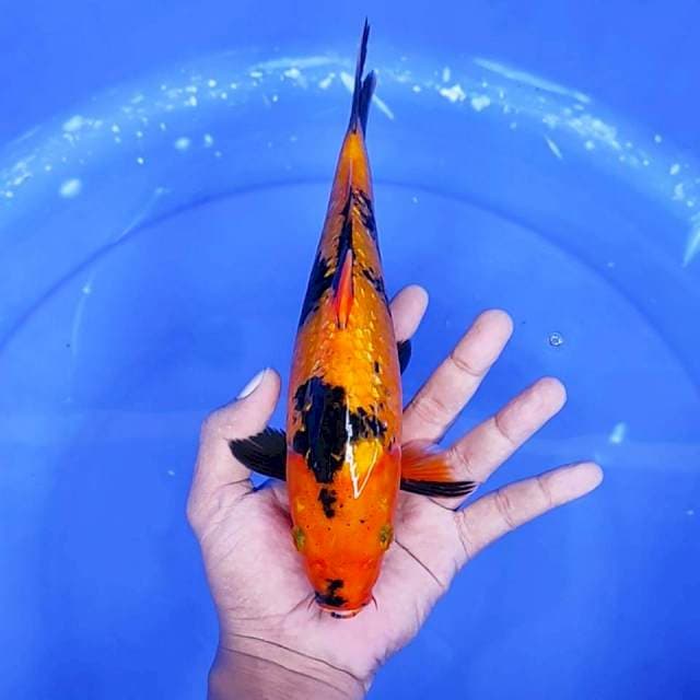 4. Utsuri Ginrin || 26 cm