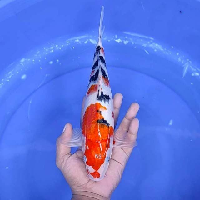 5. Sanke || 30 cm