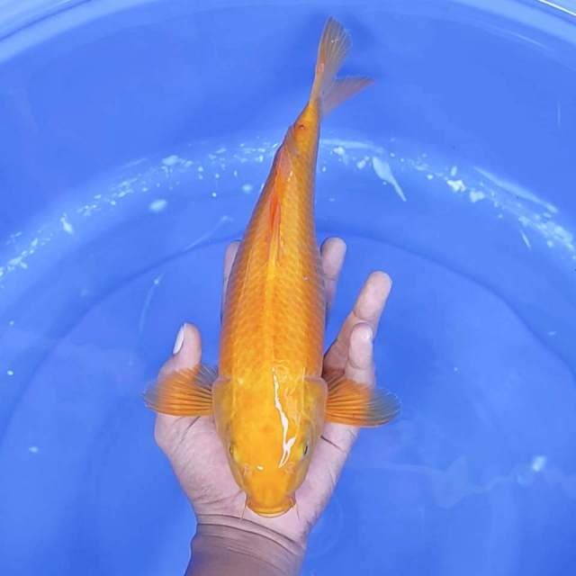 6. Karashi || 32 cm