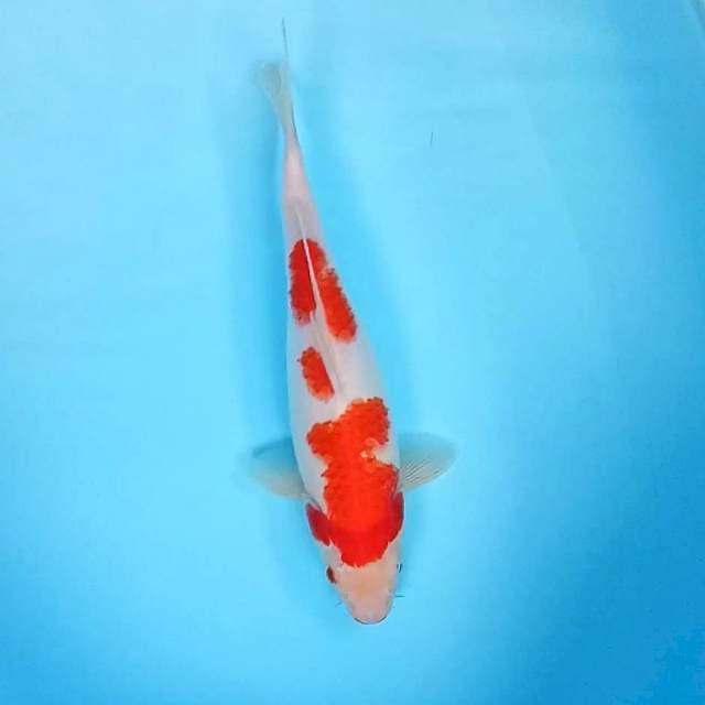 8. Kohaku || 31 cm 