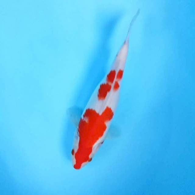 10. Kohaku || 30 cm