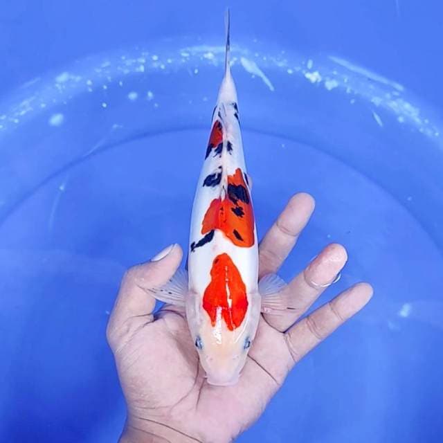 11. Sanke Doitsu Murni || 25 cm || Jantan