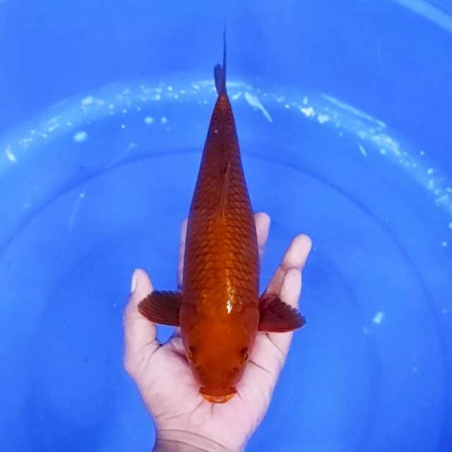 14. Tambaga || 33 cm