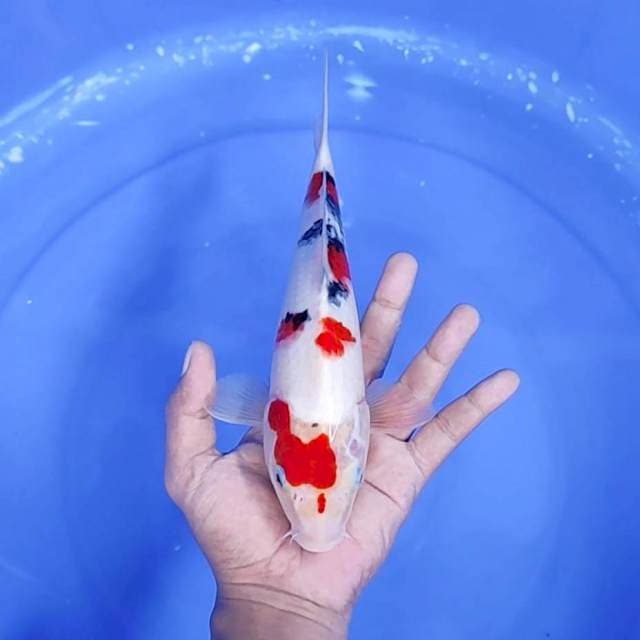 15. Sanke Tsubosumi || 28 cm
