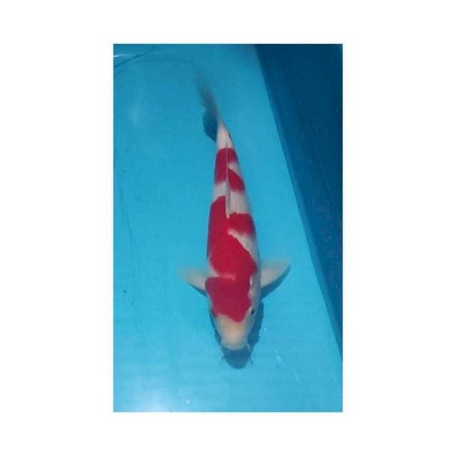 Strong Inazuma Kohaku 31cm