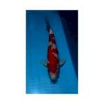 Strong Inazuma Kohaku 31cm