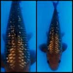 F1 marudo 30bu cagoi ginrin bagus