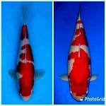 Kohaku Super Red 
