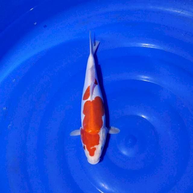 Kohaku doitsu