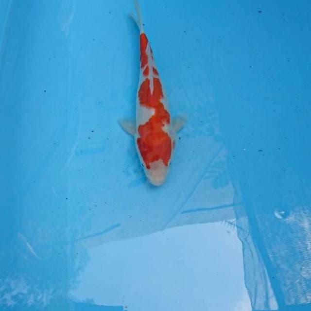 Inazuma Kohaku 23cm