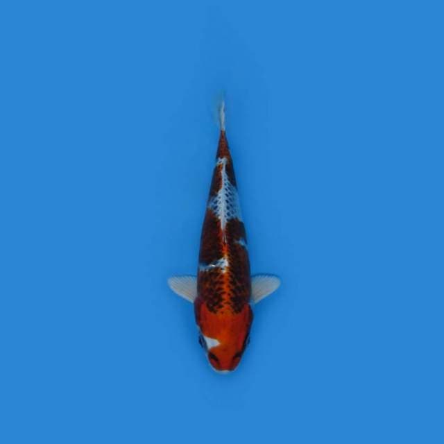 24CM - Kujaku