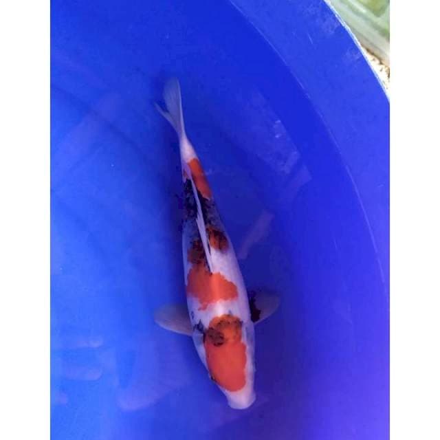 showa 27 cm