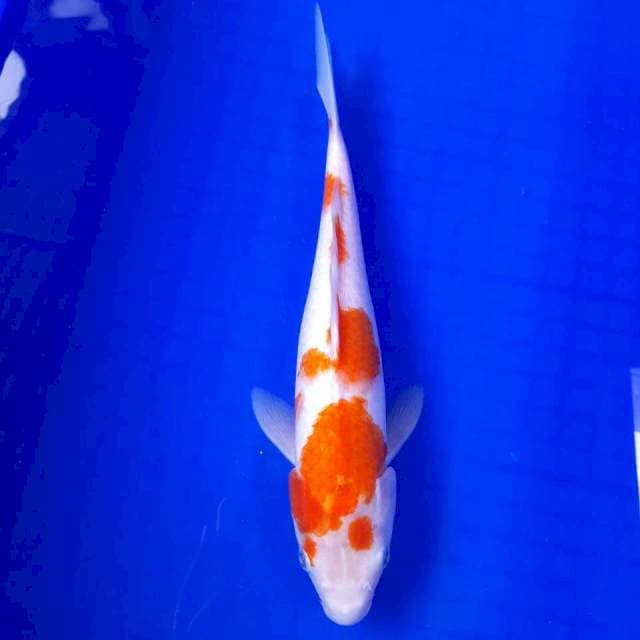 KOHAKU 29 F