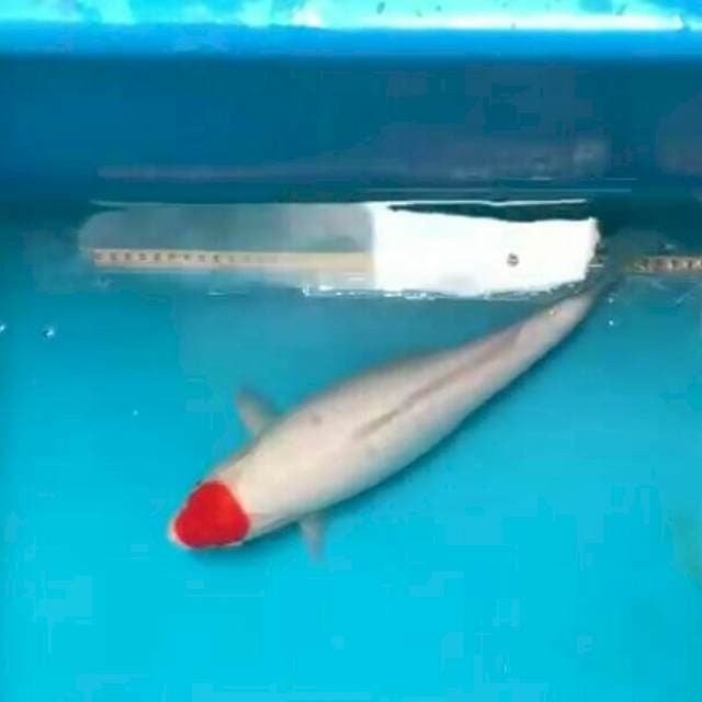 Tancho kohaku 42cm