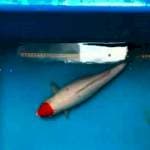 Tancho kohaku 42cm