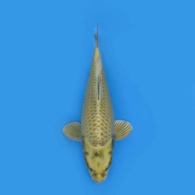 30CM - Nezu Ogon