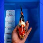 Showa 26cm