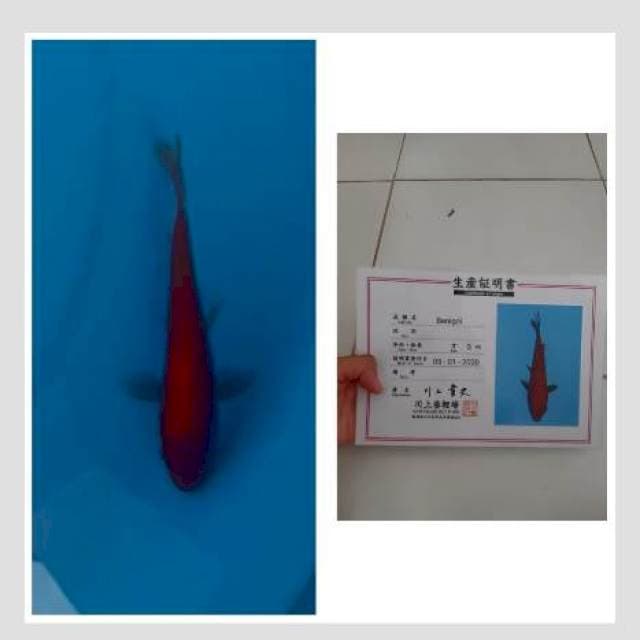 Benigoi import 15cm