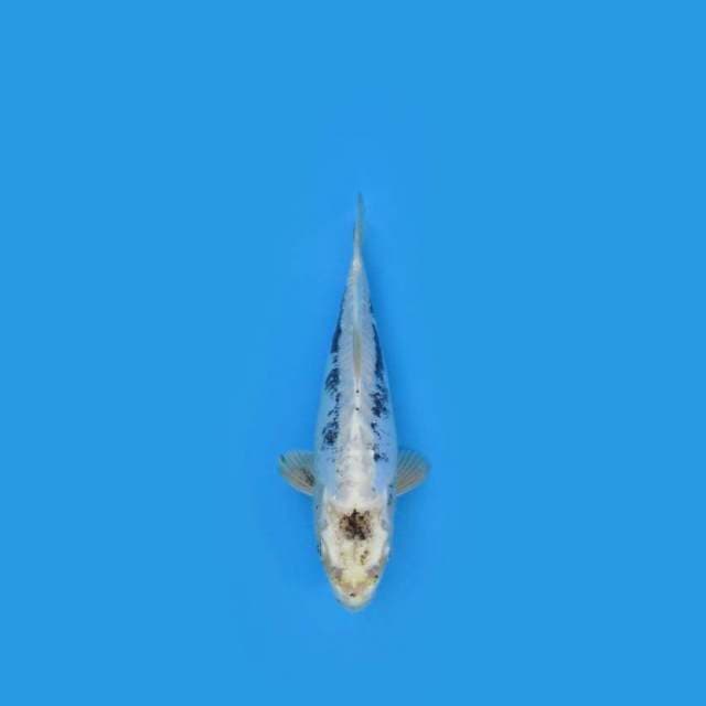 25CM - Kiko