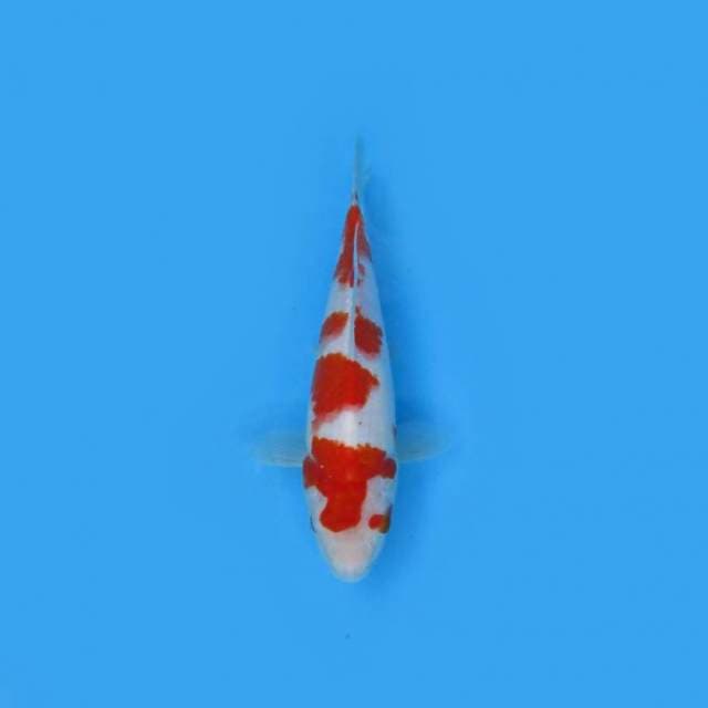 26CM - Kikishui