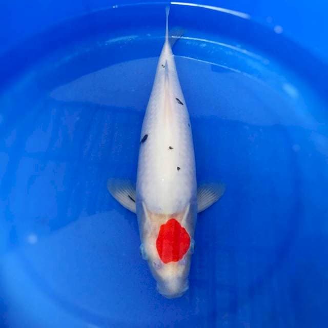 42cm JUMBO TANCO SANKE BODDY TEBAL