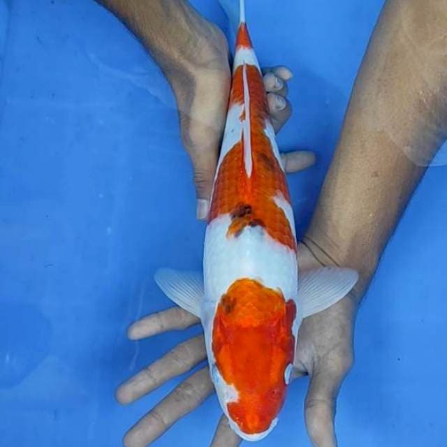 Sanke 37cm
