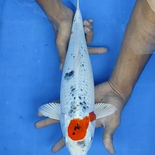 Tancho 39cm