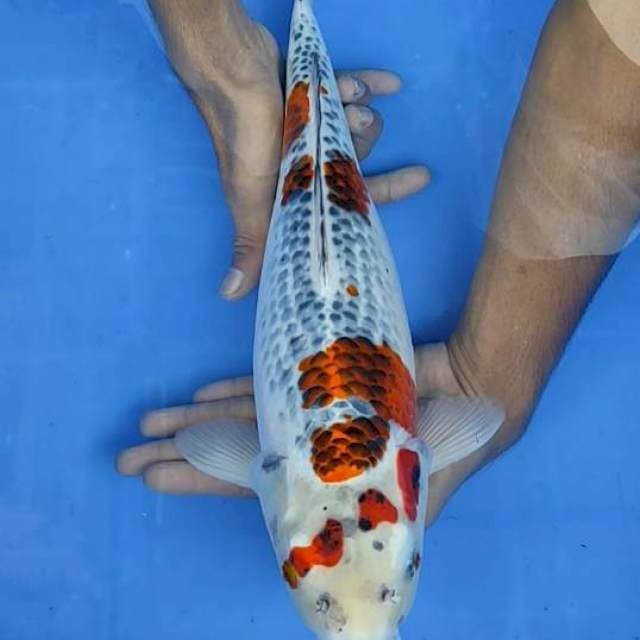 Goshiki 41cm