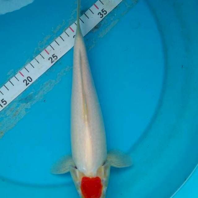 tanco kohaku ori