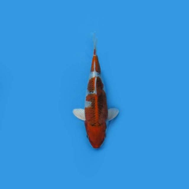 27CM - Kujaku
