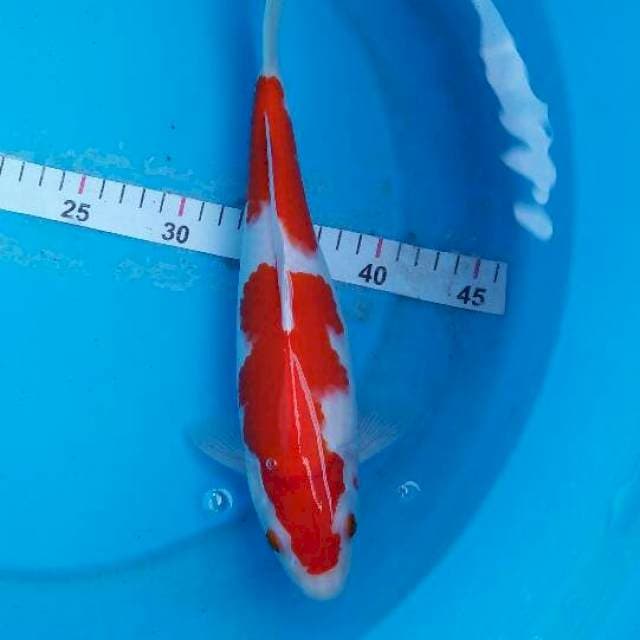 kohaku merah strong