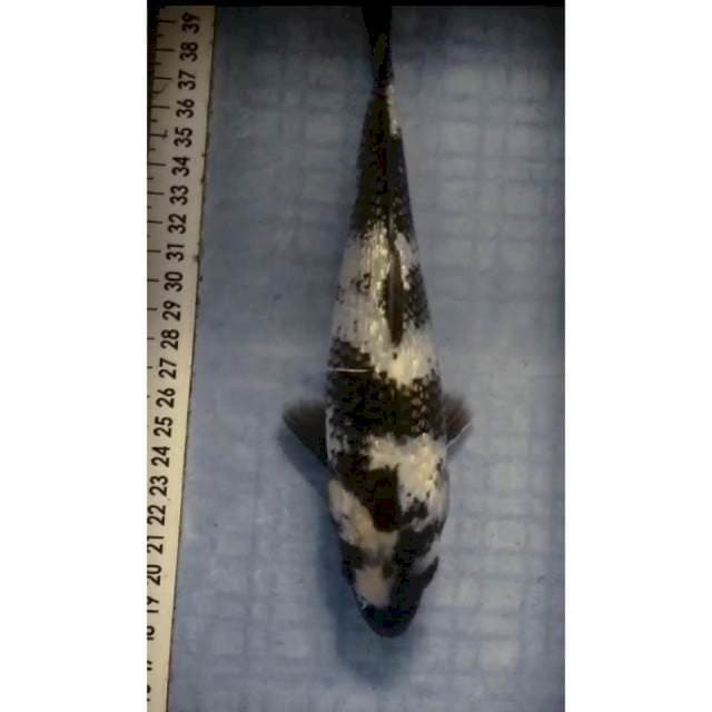 Shiro ginrin 21 cm (3)