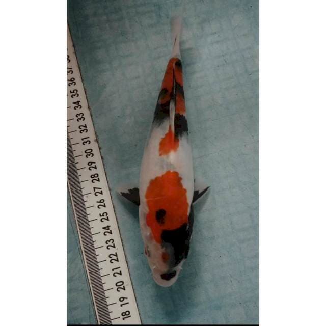 Showa 20 cm