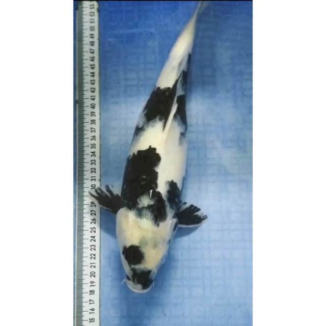 Shiro 36 cm