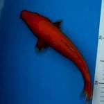 BENIGOI SIZE 23CM