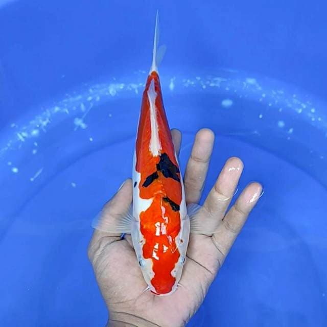 sanke doitsu / 26 cm