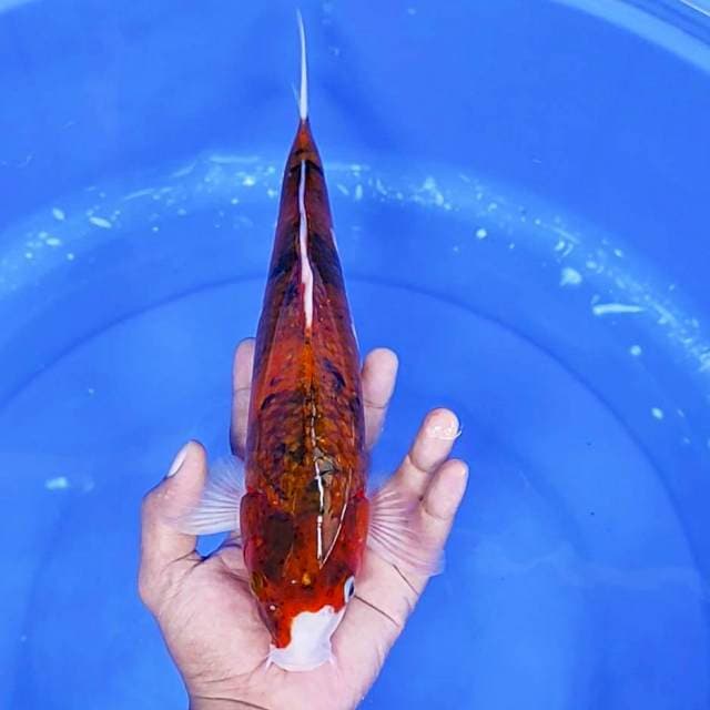 goromo / 32 cm