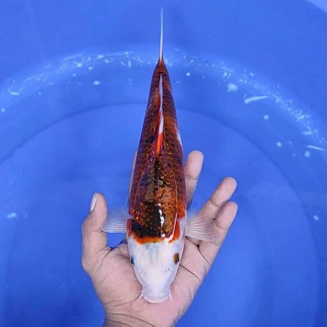 goromo / 31 cm