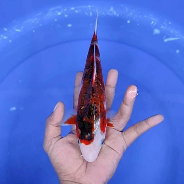 goromo / 28 cm