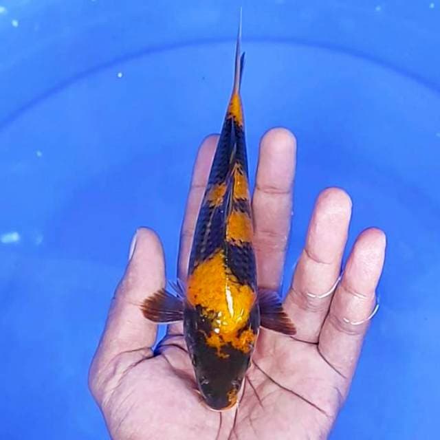 Kin Showa / 18 cm