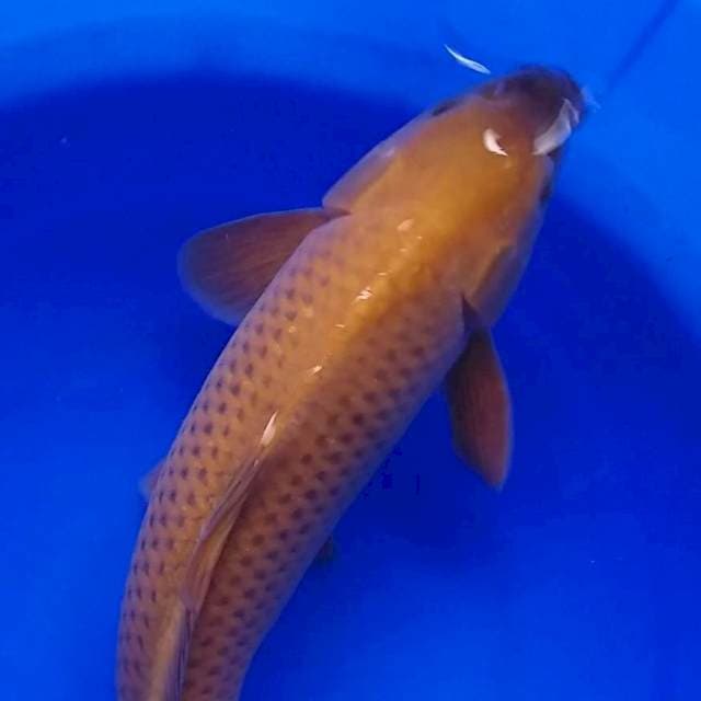 CHAGOI 43CM MALE...💪🏻