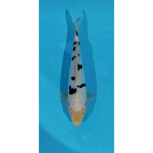 bekko doitsu 25cm
